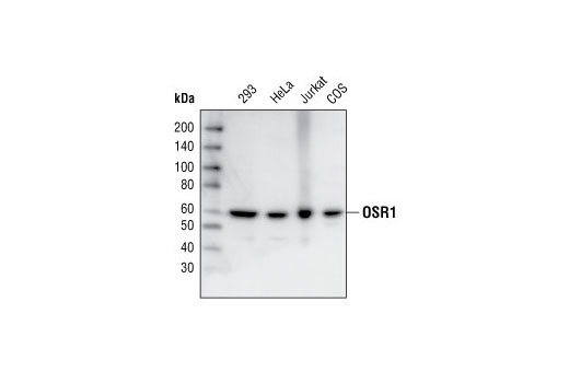 Western blot analysis of extracts from 293, HeLa, Jurkat and COS cells using OSR1 Antibody.