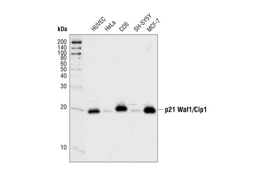 Western blot analysis of extracts from various cell types using p21 Waf1/Cip1 (12D1) Rabbit mAb.