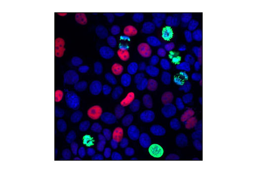Confocal immunofluorescent analysis of MCF7 cells using p21 Waf1/Cip1 (12D1) Rabbit mAb (red) and Phospho-Histone H3 (Ser10) (6G3) Mouse mAb #9706 (green). Blue pseudocolor = DRAQ5 ® #4084 (fluorescent DNA dye).