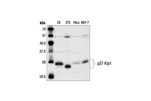 Western blot analysis of extracts from C6, NIH/3T3, HeLa and MCF-7 cells, using p27 Kip1 Antibody.