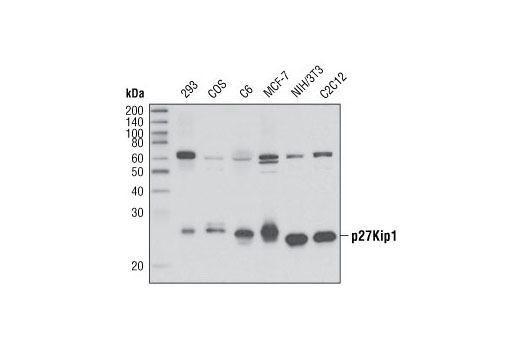 Western blot analysis of extracts from various cell types using p27 Kip1 (D37H1) Rabbit mAb.