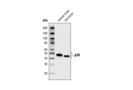 Western blot analysis of extracts from mouse brain and SH-SY5Y cells using p39 Antibody.