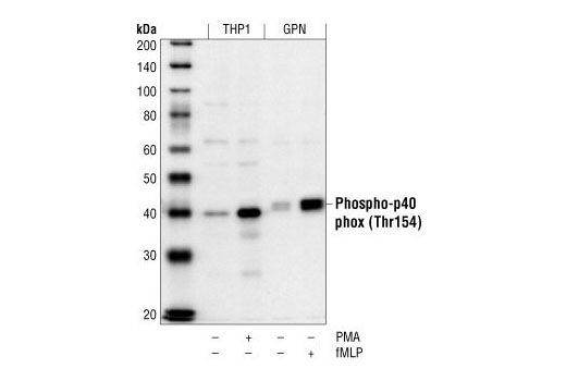 Western blot analysis of extracts from THP1 cells, untreated or PMA-treated, and guinea pig neutrophils, untreated or fMLP-treated, using Phospho-p40phox (Thr154) Antibody.