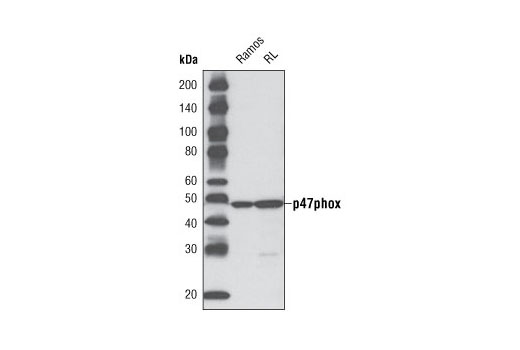 Western blot analysis of extracts from Ramos and RL cells using p47phox (D21F6) Rabbit mAb.