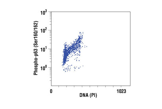Flow cytometric analysis of Jurkat cells using Phospho-p63 (Ser160/162) antibody versus propidium iodide (DNA content).