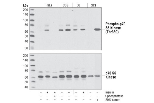 Western blot analysis of HeLa, COS, C6 and 3T3 cells, serum-starved overnight, then treated with insulin, lambda-phosphatase or 20% serum as indicated. Upper panel probed with Phospho-p70 S6 Kinase (Thr389) Antibody #9205; lower panel probed with p70 S6 Kinase Antibody #9202.
