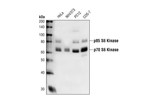 Western blot analysis of extracts from HeLa, NIH-3T3, PC12 and COS-7 cells using p70 S6 Kinase Antibody.