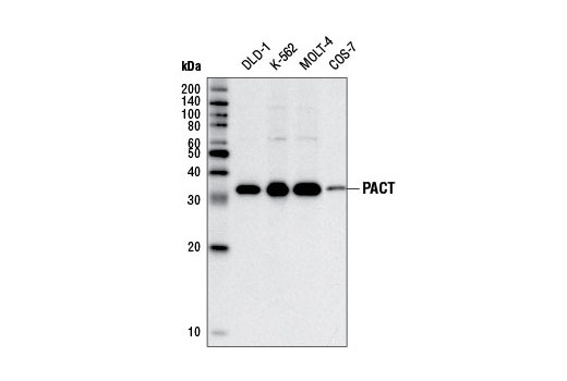 Western blot analysis of extracts from various cell lines using PACT (D9N6J) Rabbit mAb.