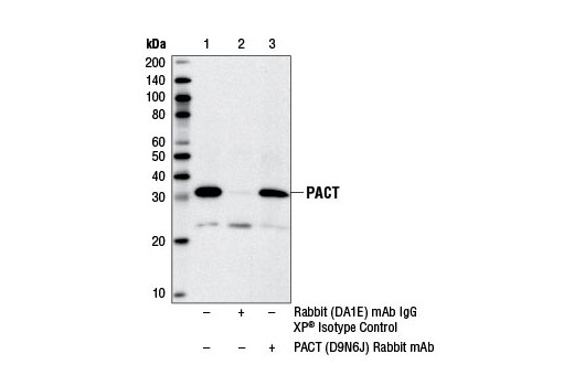 Immunoprecipitation of PACT from DLD-1 cell extracts using Rabbit (DA1E) mAb IgG XP ® Isotype Control #3900 (lane 2) or PACT (D9N6J) Rabbit mAb (lane 3). Lane 1 is 10% input. Western blot analysis was performed using PACT (D9N6J) Rabbit mAb.