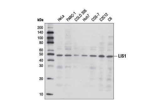 Western blot analysis of extracts from various cell lines using LIS1 Antibody.