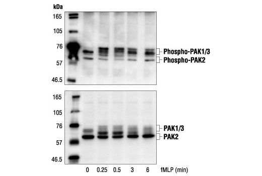 Western blot analysis of extracts from guinea pig neutrophils stimulated with fMLP for indicated times, using Phospho-PAK1 (Ser144)/PAK2 (Ser141) Antibody (upper) and PAK1/2/3 Antibody #2604 (lower).