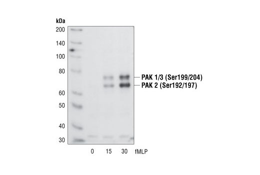 Western blot analysis of extracts from guinea pig neutrophils stimulated with fMLP (1 µM ) for the indicated times, using Phospho-PAK1 (Ser199/204)/PAK2 (Ser192/197) Antibody.
