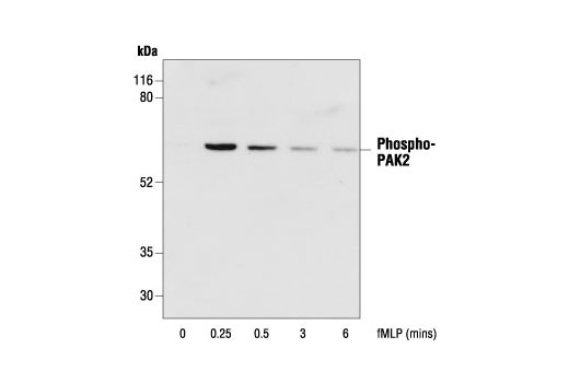 Western blot analysis of extracts from guinea pig neutrophils stimulated with 1 µM fMLP for indicated times, using Phospho-PAK1 (Thr423)/PAK2 (Thr402) Antibody (Provided by Drs. Qian Zhan and John Badwey, Dept. of Biological Chemistry and Molecular Pharmacology, Harvard Medical School, Massachusetts.)