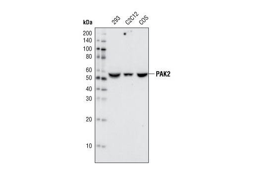 Western blot analysis of extracts from 293, C2C12 and COS cells using PAK2 (C17A10) Rabbit mAb.