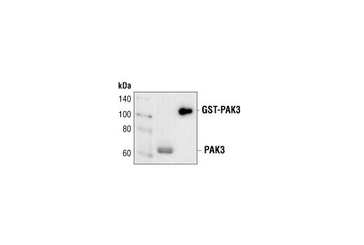 Western blot analysis of mouse brain extract and recombinant GST-PAK3, using PAK3 Antibody.