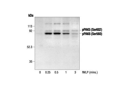 Western blot analysis of extracts from guinea pig neutrophils stimulated with fMLP for the indicated times, using Phospho-PAK4 (Ser474)/PAK5 (Ser602)/PAK6 (Ser560) Antibody. (Provided by Drs. Qian Zhan and John Badwey, Dept. of Biological Chemistry and Molecular Pharmacology, Harvard Medical School, Massachusetts.)