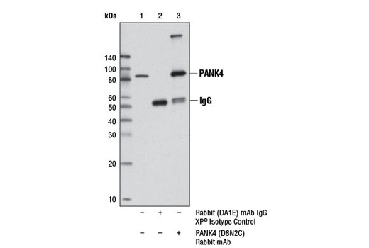Immunoprecipitation of PANK4 from HeLa cell extracts using Rabbit (DA1E) mAb IgG XP ® Isotype Control #3900 (lane 2) or PANK4 (D8N2C) Rabbit mAb (lane 3). Lane 1 is 10% input. Western blot analysis was performed using PANK4 (D8N2C) Rabbit mAb.