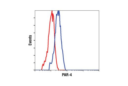 Flow cytometric analysis of HeLa cells, using PAR-4 Antibody (blue) compared to a nonspecific negative control antibody (red).
