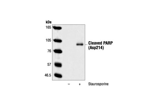 Western blot analysis of NIH/3T3 cells, untreated or staurosporine-treated (1 µM), using Cleaved PARP (Asp214) (7C9) Mouse mAb (Mouse Specific).