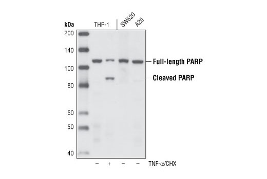 Western blot analysis of extracts from THP-1 cells, untreated or treated with TNF-α and cycloheximide as well as control extracts from SW620 and A20 cell lines, using PARP (46D11) Rabbit mAb.