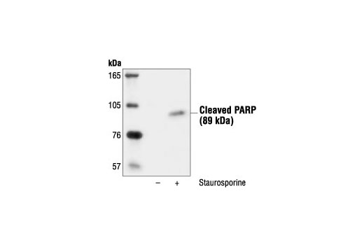 Western blot analysis of C6 cells, untreated or staurosporine-treated (1 µM, 3hrs), using Cleaved PARP (Asp214) Antibody (Rat Specific).
