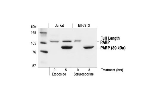 Western blot analysis of extracts from NIH/3T3 cells, untreated or staurosporine-treated (1 µM), and Jurkat cells, untreated or etoposide-treated (25 µM), using PARP Antibody.