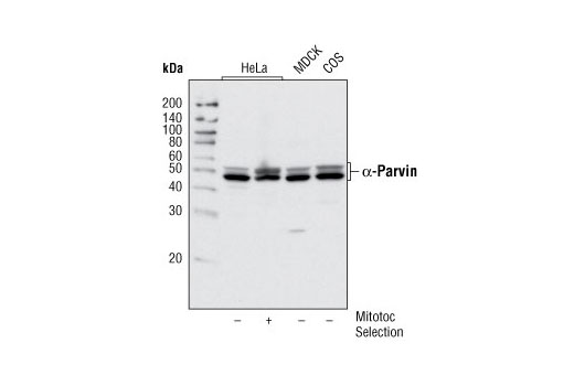 Western blot analysis of extracts from various cell types using α-Parvin Antibody. In lane 2, HeLa cells were isolated in mitosis by mitotic shake-off following nocodozole treatment (100 ng/mL for 4 hours).