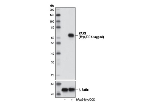Western blot analysis of extracts from 293 cells, mock transfected (-) or transfected with a construct expressing Myc/DDK-tagged full-length human PAX3 (hPAX3-Myc/DDK; +), using PAX3 Antibody (upper) or β-Actin (D6A8) Rabbit mAb #8457 (lower).