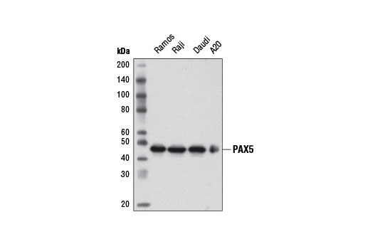 Western blot analysis of extracts from various cell lines using PAX5 (D19F8) XP ® Rabbit mAb.