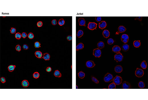 Confocal immunofluorescent analysis of Ramos (left) and Jurkat (right) cells using PAX5 (D19F8) XP ® Rabbit mAb (green) and β-Actin (8H10D10) Mouse mAb #3700 (red). Blue pseudocolor = DRAQ5 ® #4084 (fluorescent DNA dye).