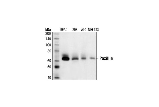 Western blot analysis of extracts from various cell lines, using Paxillin Antibody.