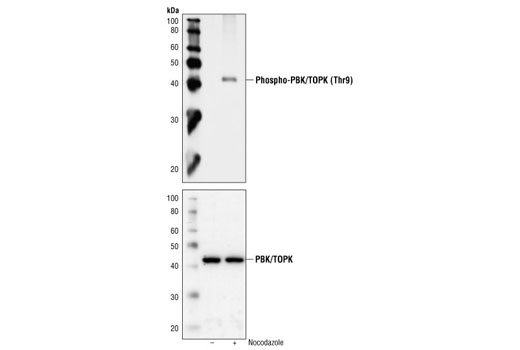 Western blot analysis of extracts from HT29 cells, untreated or nocodazole-treated (50ng/ml), using Phospho-PBK/TOPK (Thr9) Antibody (upper) or PBK/TOPK Antibody #4942 (lower).