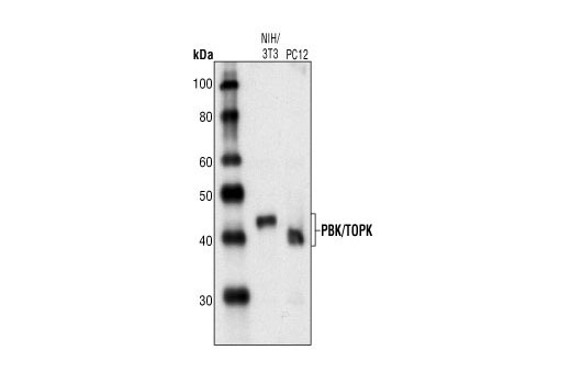 Western blot analysis of extracts from NIH/3T3 and PC12 cells, using PBK/TOPK Antibody.