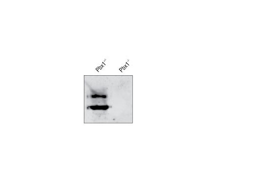 Western blot analysis of extracts from E10.5 mouse Pbx1 heterozygote or null emrbryos. Image kindly provided by Dr. Sheldon Rowan, Division of Genetics, Brigham and Women's Hospital, Harvard Medical School.