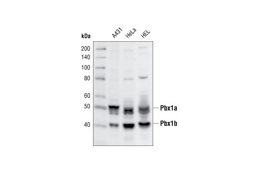 Western blot analysis of extracts from A431, HeLa and HEL cells, using Pbx1 Antibody.