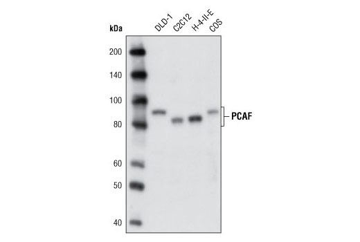 Western blot analysis of extracts from various cell lines using PCAF (C14G9) Rabbit mAb.