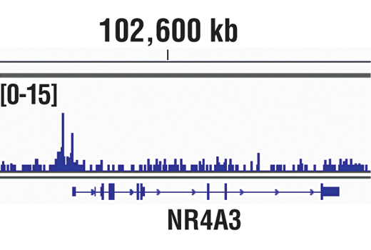 Chromatin immunoprecipitations were performed with cross-linked chromatin from 4 x 10 6 293 cells treated with Forskolin #3828 (30 µM) for 1 hour and 20 μl of PCAF (C14G9) Rabbit mAb, using SimpleChIP ® Enzymatic Chromatin IP Kit (Magnetic Beads) #9005. DNA Libraries were prepared from 5 ng enriched ChIP DNA using NEBNext ® Ultra™ II DNA Library Prep Kit for Illumina ® , and sequenced on the Illumina NextSeq. The figure shows binding across NR4A3, a known target gene of PCAF (see additional figure containing ChIP-qPCR data). For additional ChIP-seq tracks, please download the product data sheet.