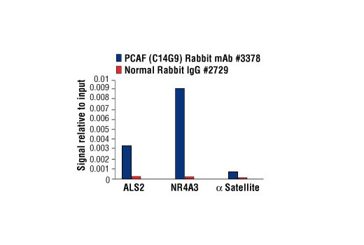 Chromatin immunoprecipitations were performed with cross-linked chromatin from 4 x 10 6 293 cells treated with Forskolin #3828 (30 µM) and either 20 μl of PCAF (C14G9) Rabbit mAb or 2 μl of Normal Rabbit IgG #2729 using SimpleChIP ® Enzymatic Chromatin IP Kit (Magnetic Beads) #9003. The enriched DNA was quantified by real-time PCR using human ALS2 exon 1 primers, SimpleChIP ® Human NR4A3 Promoter Primers #4829, and SimpleChIP ® Human α Satellite Repeat Primers #4486. The amount of immunoprecipitated DNA in each sample is represented as signal relative to the total amount of input chromatin, which is equivalent to one.