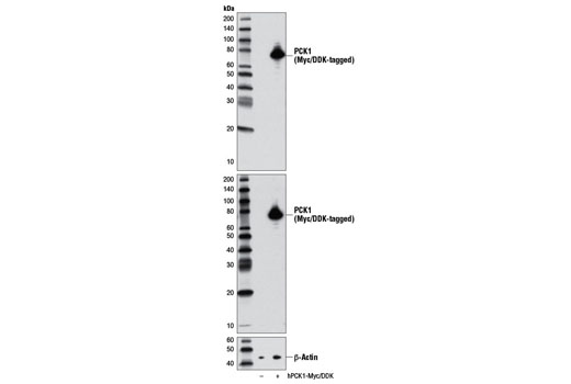 Western blot analysis of extracts from 293 cells, mock transfected (-) or transfected with a construct expressing Myc/DDK-tagged full-length human PCK1 (hPCK1-Myc/DDK; +), using PCK1 (D12F5) Rabbit mAb (upper), DYKDDDDK Tag (9A3) Mouse mAb #8146 (middle), or β-Actin (D6A8) Rabbit mAb #8457 (lower).