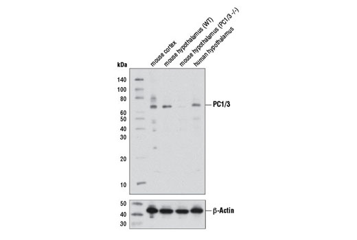 Western blot analysis of extracts from mouse cortex, wild-type (WT) and PC1/3 (-/-) mouse hypothalamus, and human hypothalamus using PC1/3 Antibody (upper) or β-Actin (D6A8) Rabbit mAb #8457 (lower). Tissues from WT and PC1/3 (-/-) mice were kindly provided by Dr. Robert Day (University of Sherbrooke, Quebec, Canada).