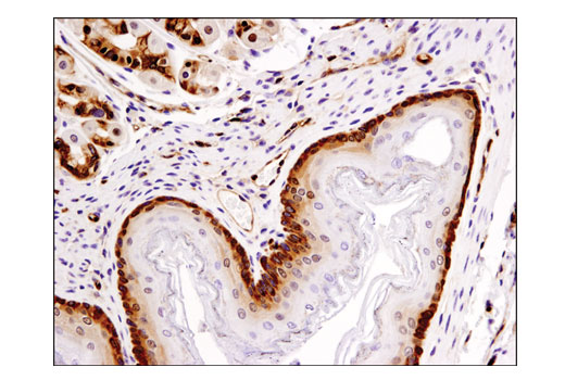 Immunohistochemical analysis of paraffin-embedded mouse forestomach using PDCD4 (D29C6) XP ® Rabbit mAb.