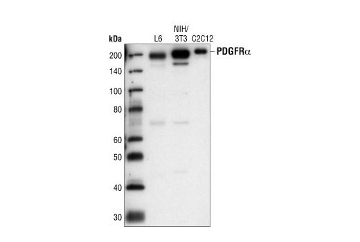 Western blot analysis of extracts from L6, NIH/3T3 and C2C12 cells, using PDGF Receptor α Antibody.