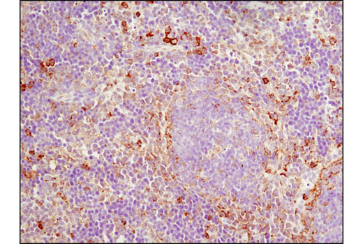 Immunohistochemical analysis of paraffin-embedded mouse spleen using PDI (C81H6) Rabbit mAb.