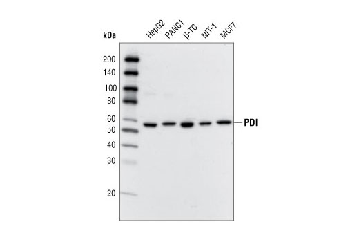 Western blot analysis of extracts from various cell lines using PDI Antibody.