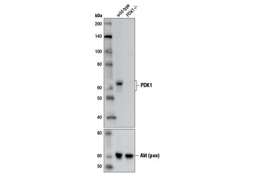 Western blot analysis of extracts from HCT 116 wild-type and HCT 116 PDK1-/- cells using PDK1 (D4Q4D) Rabbit mAb (upper) and Akt (pan) (C67E7) Rabbit mAb #4691 (lower). (HCT 116 wild-type and HCT 116 PDK1-/- cells were kindly provided by Dr. Bert Vogelstein, Johns Hopkins University, Baltimore, MD).