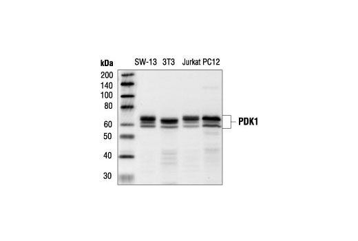 Western blot analysis of extracts from SW-13, NIH/3T3, Jurkat and PC12 cells, using PDK1 Antibody.