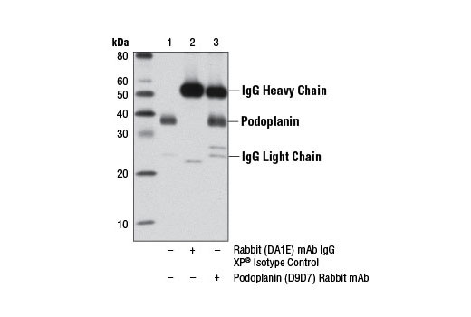 Immunoprecipitation of podoplanin from U-87 MG cell extracts using Rabbit (DA1E) mAb IgG XP ® Isotype Control #3900 (lane 2) or Podoplanin (D9D7) Rabbit mAb (lane 3). Lane 1 is 10% input. Western blot analysis was performed using Podoplanin (D9D7) Rabbit mAb.