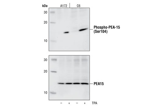 Western blot analysis of extracts from serum starved human A172 and rat C6 cells, untreated or treated with 200 nM TPA, using Phospho-PEA-15 (Ser104) Antibody (upper) or PEA-15 Antibody (lower).