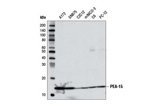 Western blot analysis of extracts from various cell lines using PEA-15 (D1G6A) Rabbit mAb.