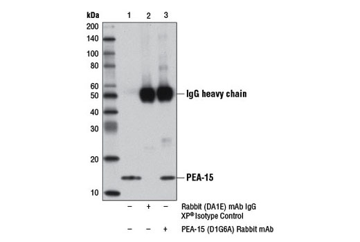 Immunoprecipitation of PEA-15 from SK-MEL-28 cell extracts using Rabbit (DA1E) mAb IgG XP ® Isotype Control #3900 (lane 2) or PEA-15 (D1G6A) Rabbit mAb (lane 3). Lane 1 is 10% input. Western blot analysis was performed using PEA-15 (D1G6A) Rabbit mAb.